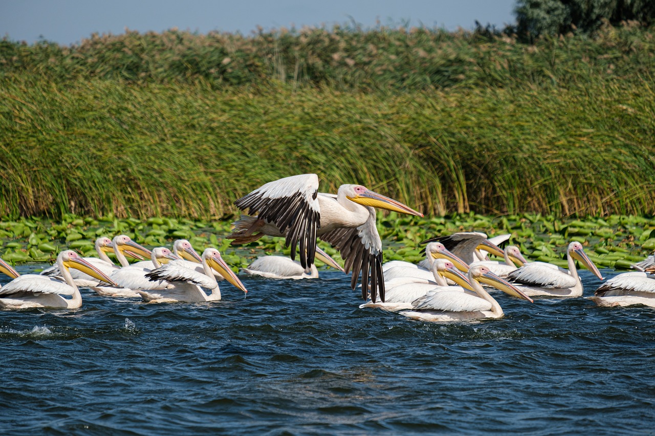 Пеликаны плавают в реке