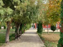 городская растительность